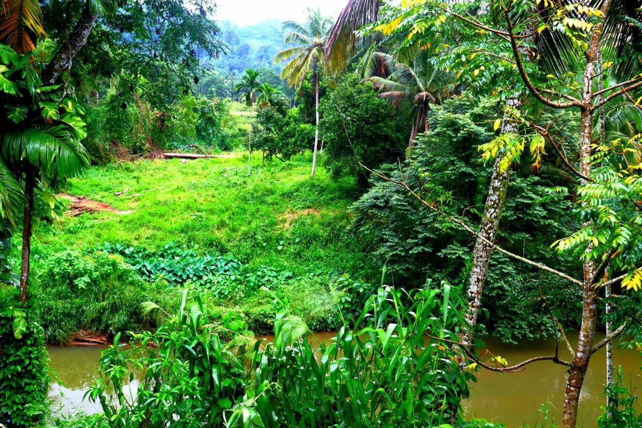Rainforest River Bay Deniyaya Εξωτερικό φωτογραφία